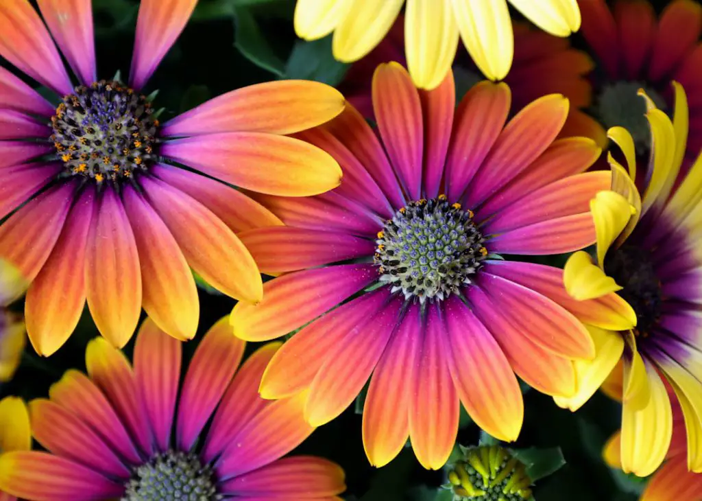 Photo Colorful flowers